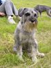 Schnauzer Foto: Josephine vom Kettenbach (ID 21503) Schnauzer Hund