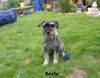 Schnauzer Foto: Beele vom kleinen Felseneck (ID 21518) Schnauzer Hund