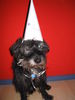 Schnauzer Foto: Das ist mei Strolch der am 23.3.06 seinen 16. Geburtstag feierte (ID 30390) Schnauzer Hund