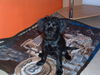 Schnauzer Foto: Chica von der Simbeckhöhe (ID 27903) Schnauzer Hund