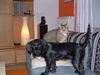 Schnauzer Foto: Chica von der Simbeckhöhe (ID 27904) Schnauzer Hund
