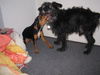 Schnauzer Foto: Strolch beim spielen mit seiner Freundin Chicka (ID 29423) Schnauzer Hund