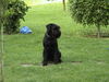 Schnauzer Foto: Juke-der schöne Mittelschnauzer (ID 25375) Schnauzer Hund