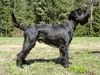Schnauzer Foto: Unix vom Illspitz, WT: 13.07.2005; BgH A mit Vorzüglich, Agility, IHA Innsbruck: Jugend V (ID 24000) Schnauzer Hund