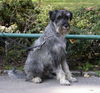 Schnauzer Hund