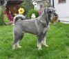 Schnauzer Foto: Dschinnie vom alten Kramerhof (ID 21502) Schnauzer Hund