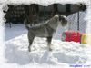 Schnauzer Hund