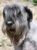 Schnauzer Hund