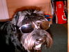 Schnauzer Foto: Dela vom roten Stein (ID 41175) Schnauzer Hund