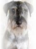 Schnauzer Foto: Freya von der Schaumburg an ihrem 1.Geburtstag (ID 26016) Schnauzer Hund