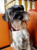 Schnauzer Foto: Freya von der Schaumburg im Alter von 6 Monaten . Bei uns heißt sie nur noch (ID 23600) Schnauzer Hund