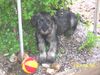 Schnauzer Foto: Raika, 11 Wochen, pfeffer/salz (ID 12325) Schnauzer Hund