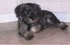 Schnauzer Foto: Raika vom Sachsengrab (ID 16509) Schnauzer Hund