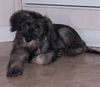 Schnauzer Foto: Raika (ID 16492) Schnauzer Hund