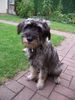 Schnauzer Foto: Raika (ID 16493) Schnauzer Hund