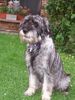 Schnauzer Foto: Raika (ID 16494) Schnauzer Hund