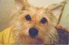 Schnauzer Foto: Das war meine süsse Maus (ID 25110) Schnauzer Hund