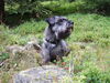 Schnauzer Foto: Buddy 5Jahre (ID 25200) Schnauzer Hund