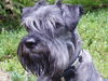 Schnauzer Hund