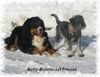 Schnauzer Foto: Betty-Bonnie mit Spielkameraden (ID 18667) Schnauzer Hund