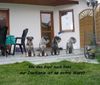 Schnauzer Foto: Schnauzer aus Oberstimm,bei uns gibt es keine Langeweile ! (ID 15319) Schnauzer Hund