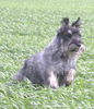 Schnauzer Hund