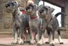 Schnauzer Foto: wir warten auf euch !!!! (ID 25511) Schnauzer Hund