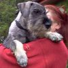Schnauzer Foto: 12 Wochen uns so süss (ID 25510) Schnauzer Hund