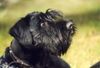 Schnauzer Foto: Ramses vom grauen Papagei (ID 12223) Schnauzer Hund