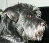 Schnauzer Hund