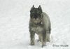 Schnauzer Foto: schnauzer_1 (ID 28020) Schnauzer Hund