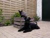 Schnauzer Foto: arthur en eros (ID 10745) Schnauzer Hund