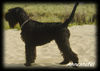 Schnauzer Foto: Unique vom Kaiser Barbarossa (ID 37284) Schnauzer Hund