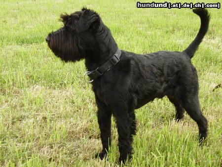 Schnauzer Xato v.Korbinian geb. 3/2010