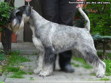 Schnauzer SCHNAUZER Pfeffer-Salz Belle Epoque Spirit of Silverlake von der Seite