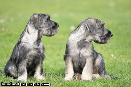 Schnauzer Hunde Foto 46850 in höherer Auflösung ansehen Schnauzer SCHNAUZER Pfeffer-Salz Spirit of Silverlake Wurf