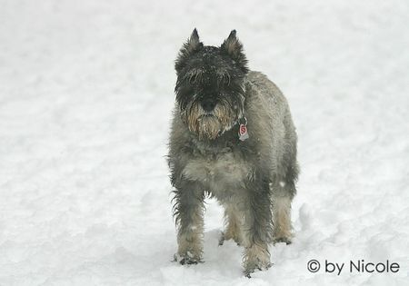 Schnauzer Hunde Foto 28020 in höherer Auflösung ansehen Schnauzer schnauzer_1