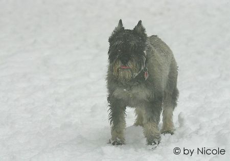 Schnauzer schnauzer_2