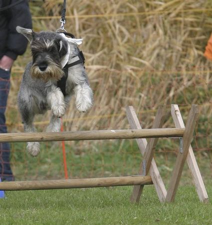 Schnauzer Hoppla