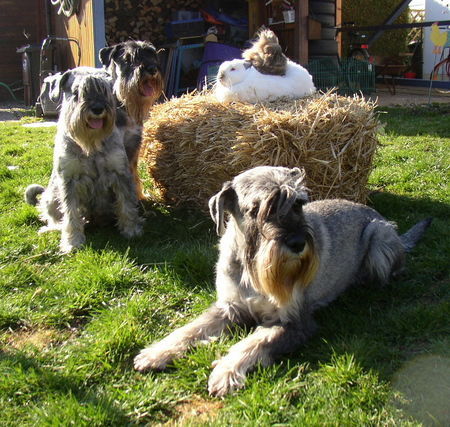 Schnauzer Hunde Foto 38596 Schnauzer Dschinnie-Josy-Cliffi-Basty-Red Bull