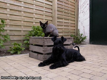 Schnauzer Hunde Foto 10745 Schnauzer arthur en eros