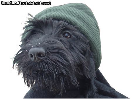 Schnauzer Hunde Foto 21155 Schnauzer