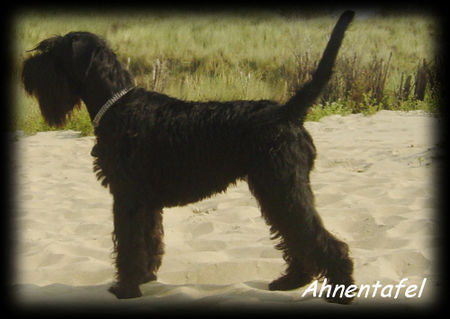 Schnauzer Hunde Foto 37284 Schnauzer Unique vom Kaiser Barbarossa