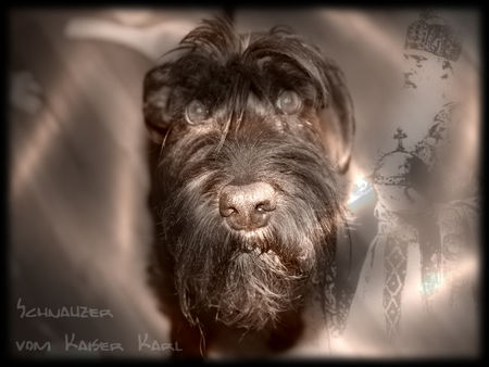 Schnauzer Hunde Foto 37283 Schnauzer Unique vom Kaiser Barbarossa