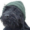 Schnauzer Hunde Foto 37282 in höherer Auflösung ansehen Schnauzer Unique vom Kaiser Barbarossa