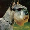 Schnauzer