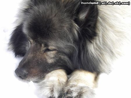 Norwegischer Elchhund schwarz Hunde Foto 18183 Norwegischer Elchhund schwarz Wolfsspitz