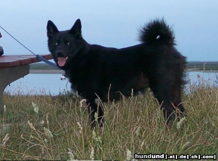 Norwegischer Elchhund schwarz Spitz-Mischling oder ein Echter Schwarzer Norwegischer Elchhund? Rex kam aus dem Tierheim zu uns und ist unser ein und alles! Seine Herkunft ist bis heute unbekannt.