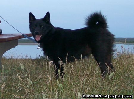 Norwegischer Elchhund schwarz Hunde Foto 5416 Norwegischer Elchhund schwarz Spitz-Mischling oder ein Echter Schwarzer Norwegischer Elchhund? Rex kam aus dem Tierheim zu uns und ist unser ein und alles! Seine Herkunft ist bis heute unbekannt.