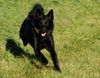 Norwegischer Elchhund schwarz Foto: Anouk vom Hundeparadies Eifel (Anouk) (ID 46702) Norwegischer Elchhund schwarz Hund